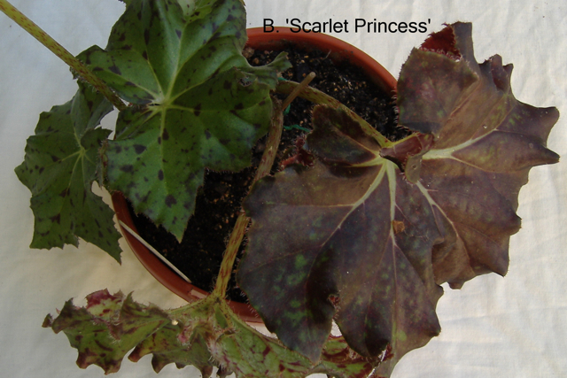 B. ‘Scarlet Princess’